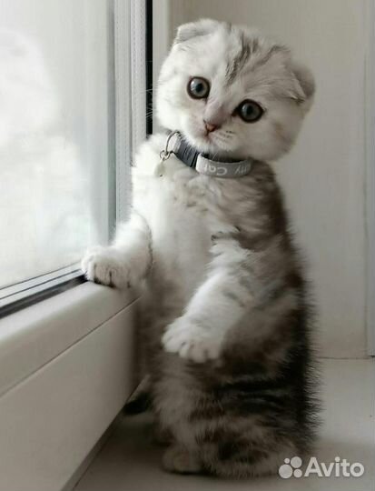 Веслоухий шотландский скоттиш-фолд на вязку