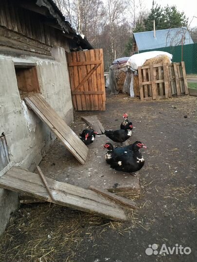 Мускусные утки