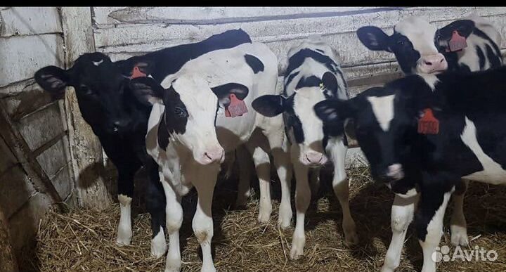 Телята мясной породы бычки