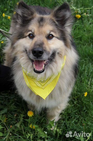 Бароша - сердцеед