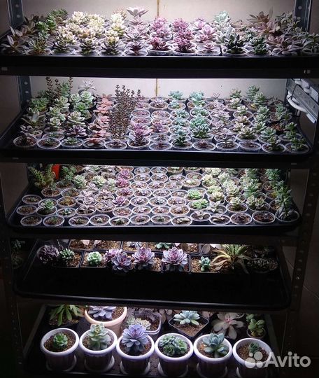 Суккуленты