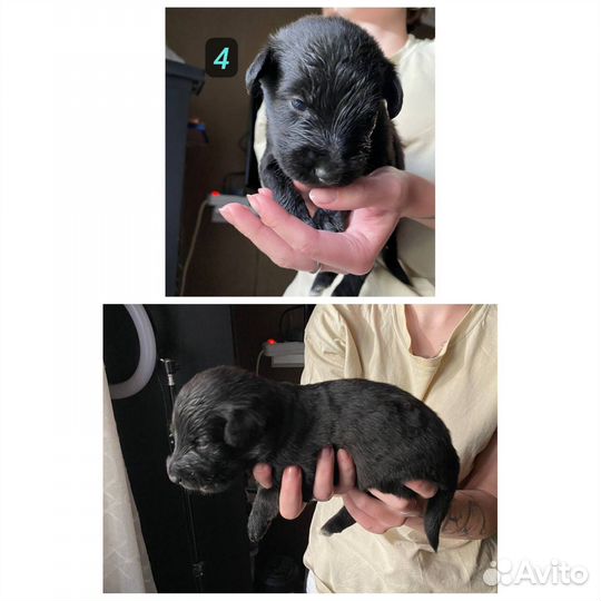 Щенки помесь