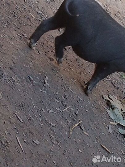 Вьетнамск вислобрюхий поросенок