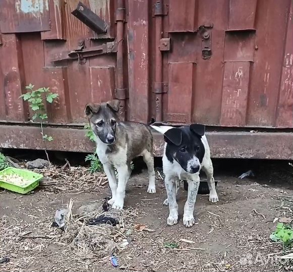 Собака в добрые руки