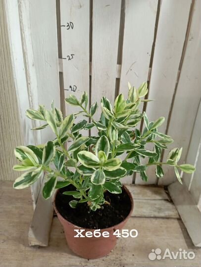 Комнатные цветы растение Хебе