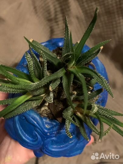 Череп из гипса, кашпо, хавортия