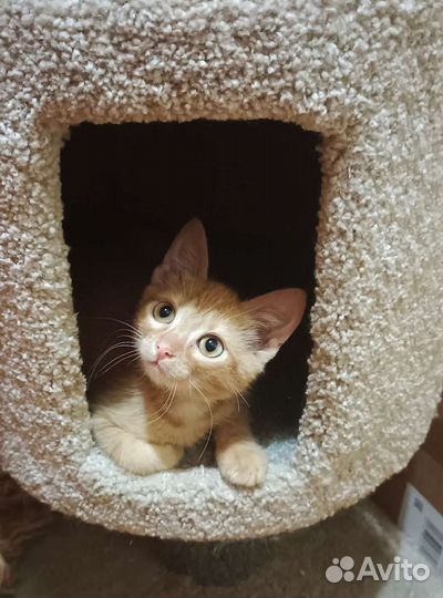 Лео ищет дом