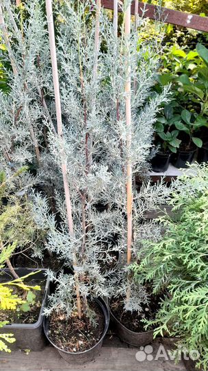 Кипарисовики и Вертикальные можжевельники