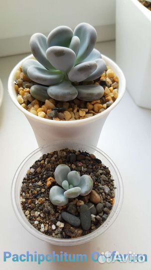 Суккуленты