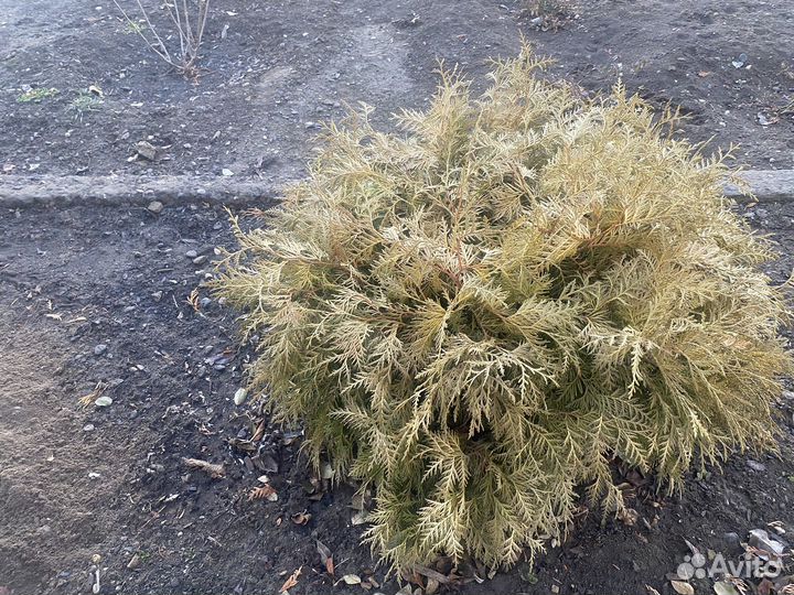 Продаем тую круглую вудвари 4 шт