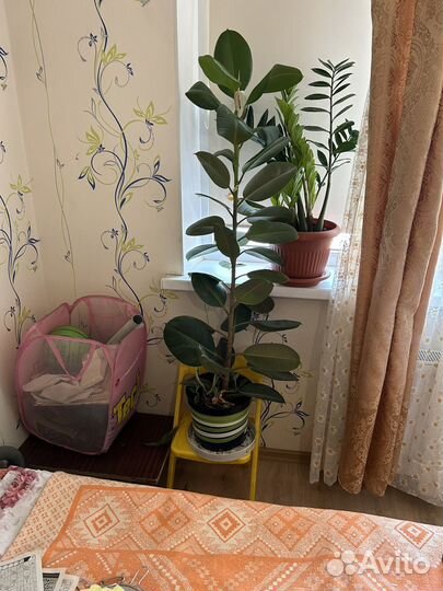 Фикус каучуконосный