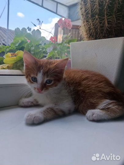 Кот котенок в дар бесплатно