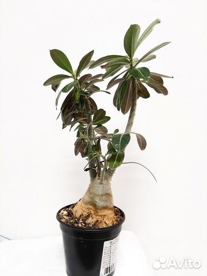 Адениум взрослый