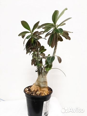 Адениум взрослый