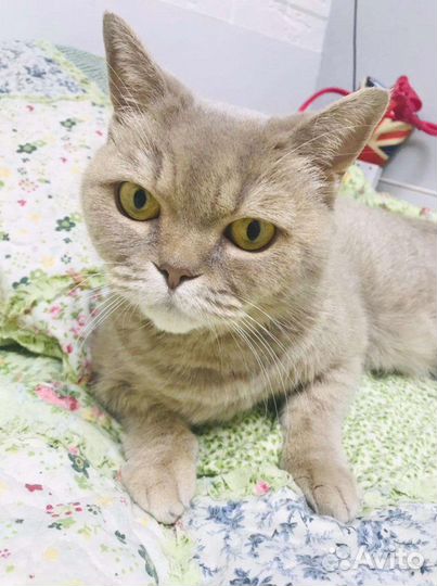 Золотистая британская кошечка в дар