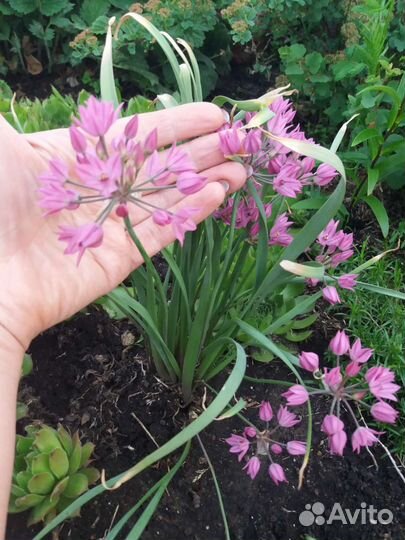 Декоративные луки