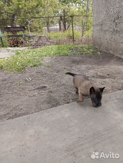 Продам щенков даром