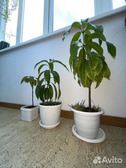 Манго (манговое растение)