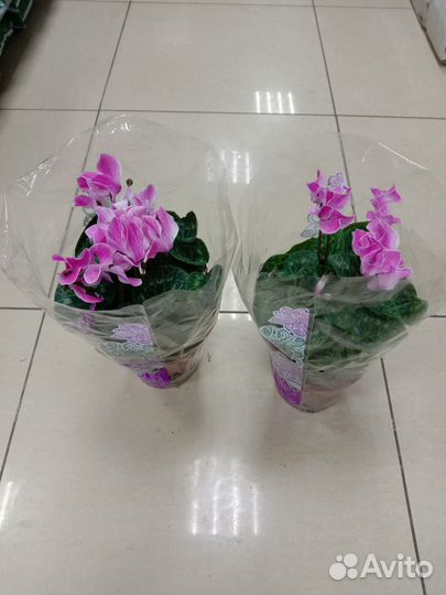 Комнатные цветы