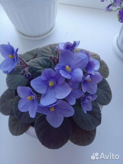 Фиалка,детки