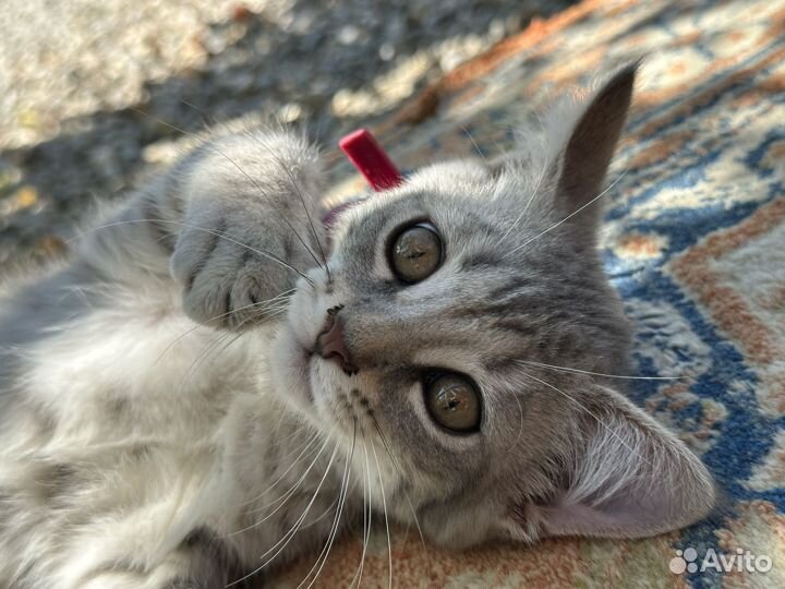 Шотландские котята