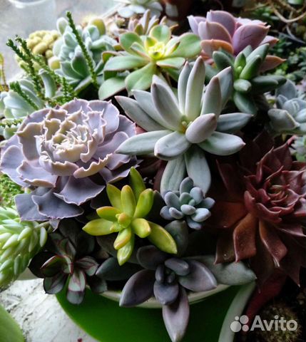 Суккуленты