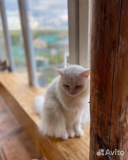 Кошка в добрые руки