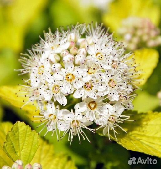 Декоративные растения