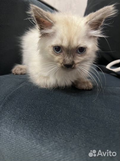 Котята