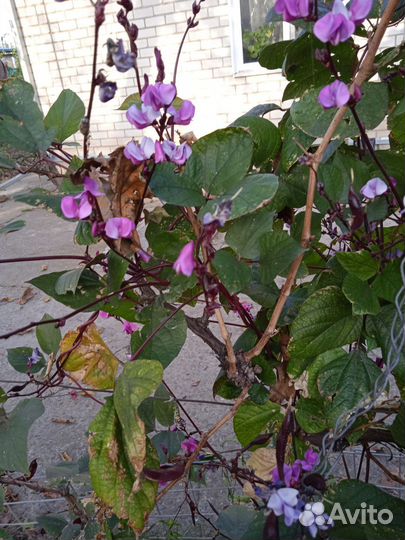 Растение, цветы