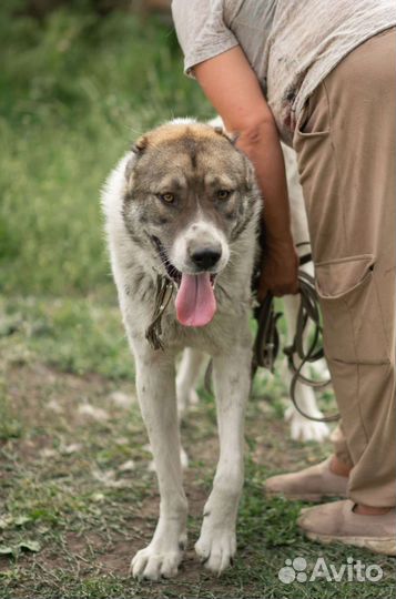 Среднеазиатская овчарка