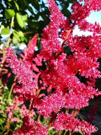 Астильба, пионы, клематис