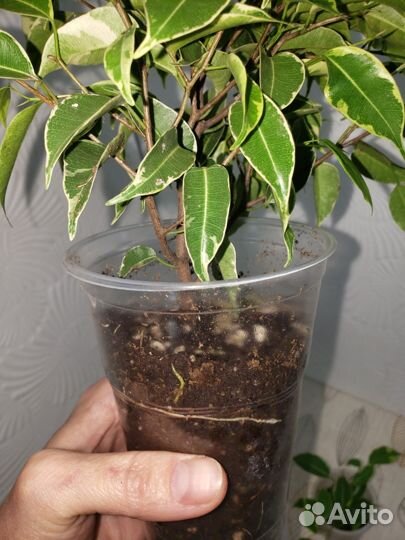 Фикус бенджамина