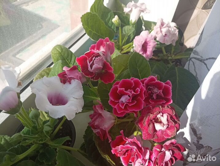 Глоксиния махровая