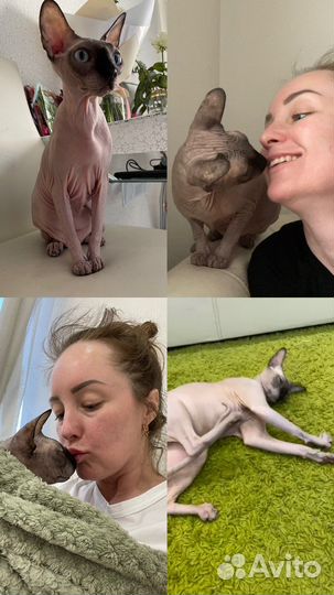 Передержка кошек, котоняня