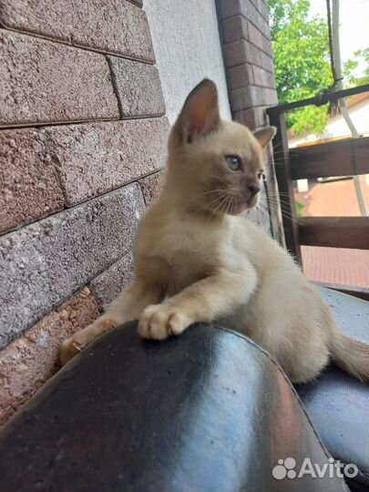 Бурманская