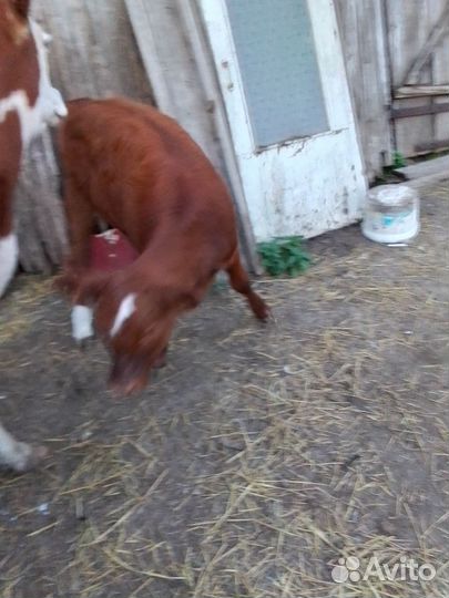 Корова с телёнкой