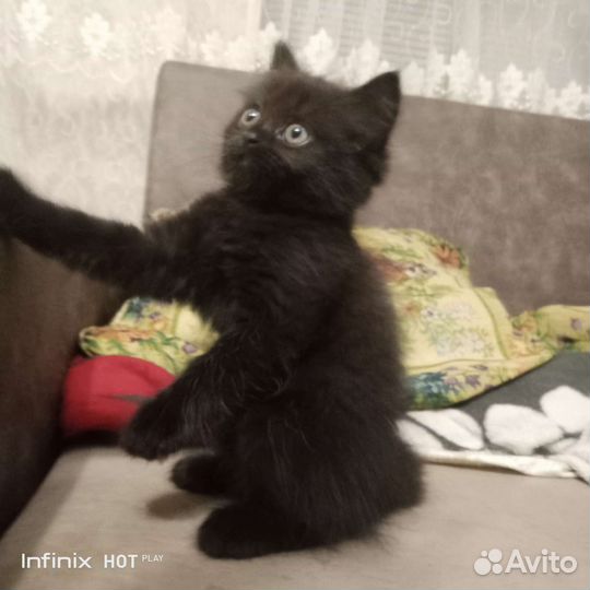 Курильский бобтейл