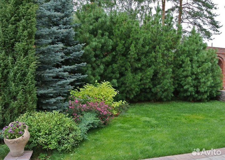 Сосна Веймутова, крупномер