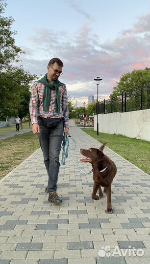 Передержка собаки дома VIP