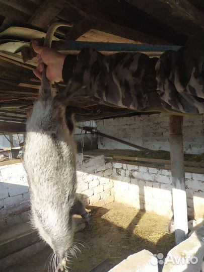 Молодые самцы