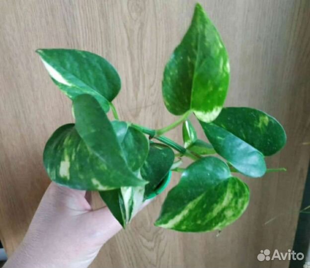 Эпипремнум