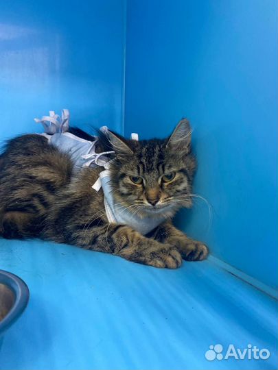 Кошечка Сигма и снова улица