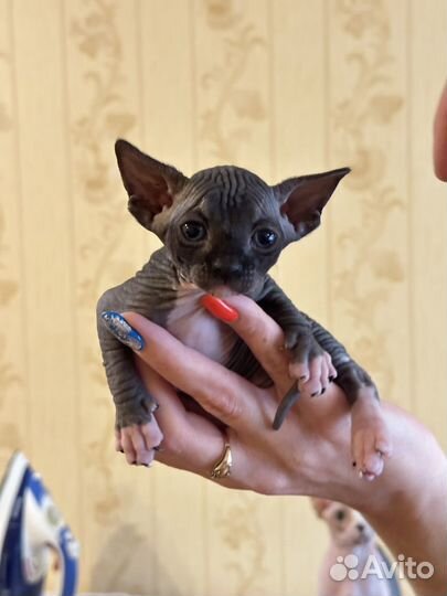 Котята Сфинкс