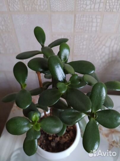 Сансевьера