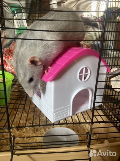 Домик для грызунов