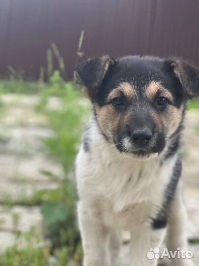 Малыши в добрые руки