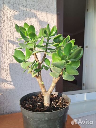 Толстянка, крассула, денежное дерево