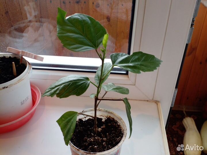 Гибискус китайская роза