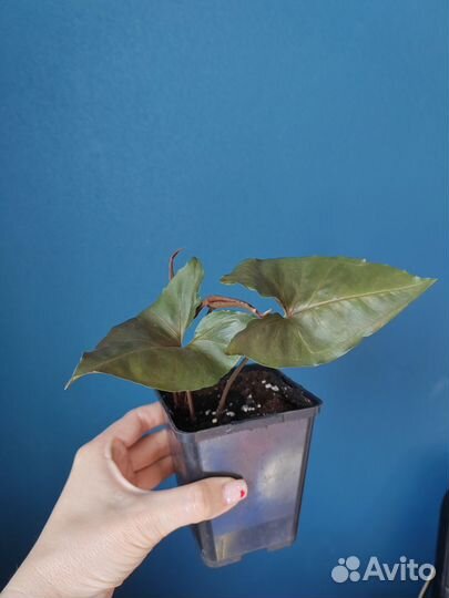 Сингониумы